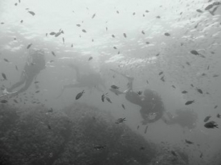 Like a fish in water 